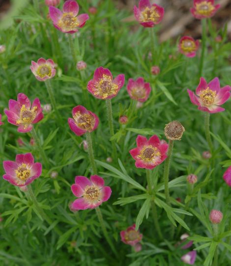 Anemone multifida 'Rubra'